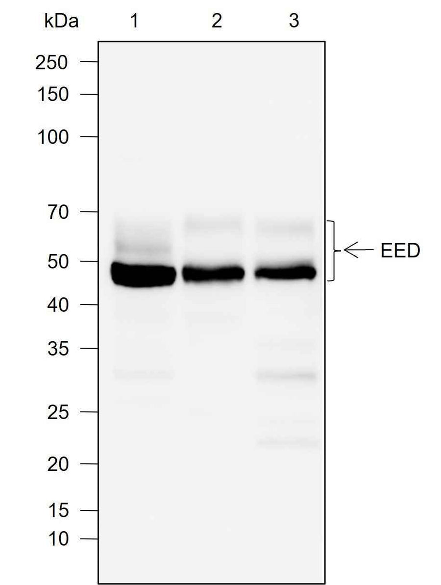 Anti-Human/Mouse EED Antibody [A755]