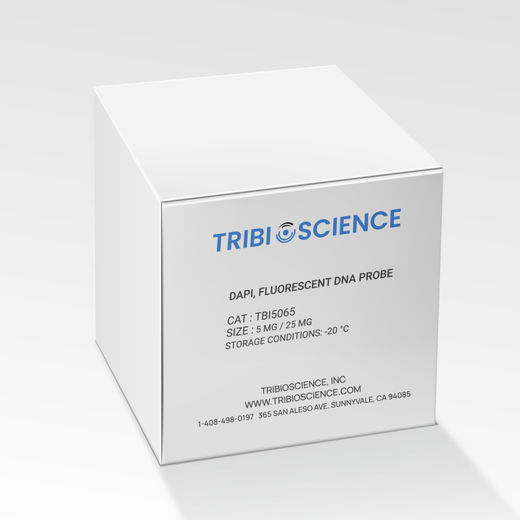 DAPI, Fluorescent DNA probe