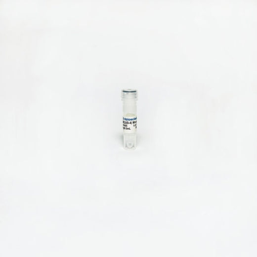 RBMS2 (B-4) Mouse Monoclonal Antibody