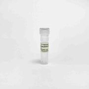 Methaqualone Monoclonal Antibody