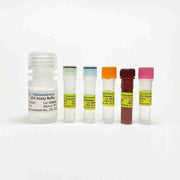 Glutamate Dehydrogenase (GDH) Colorimetric Assay Kit