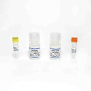 HDAC Colorimetric Assay Kit