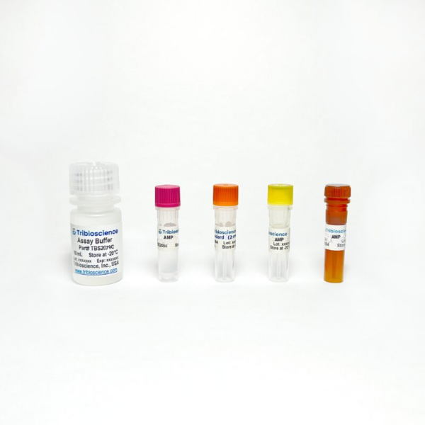 AMP Colorimetric Assay Kit