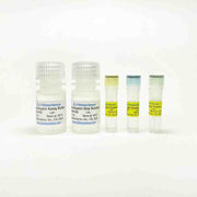 Chymotrypsin Activity Colorimetric Assay Kit