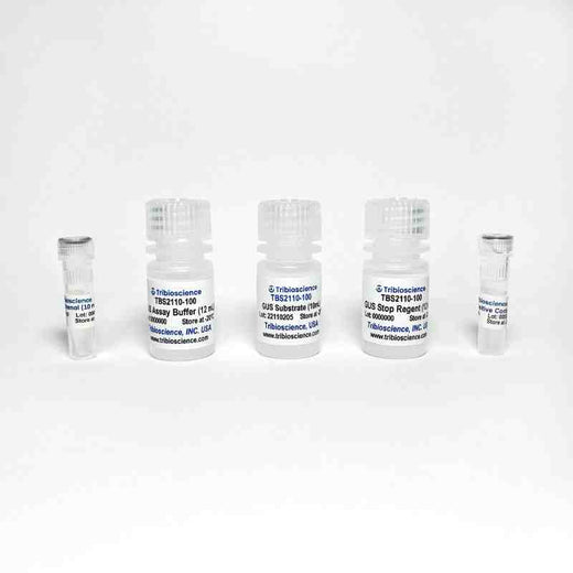 β-Glucuronidase Assay Kit