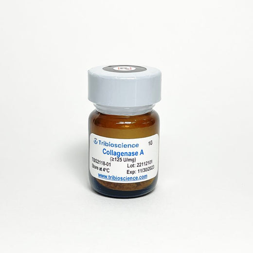 Collagenase A Kit
