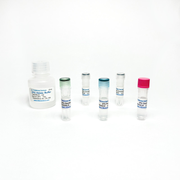 2-Phosphoglycerate Colorimetric / Fluorometric Assay Kit