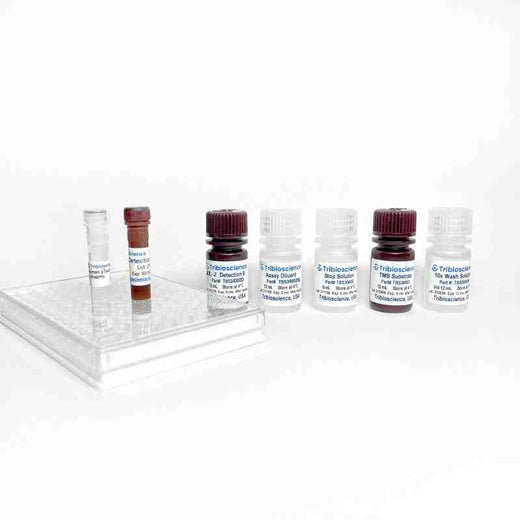 Equine IL2 / Interleukin-2 ELISA One-Step Kit