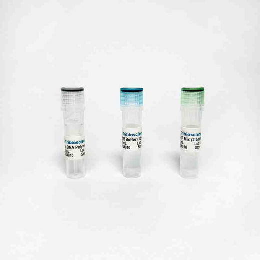Taq DNA Polymerase