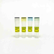 Powdery Mildew qPCR Detection Kit