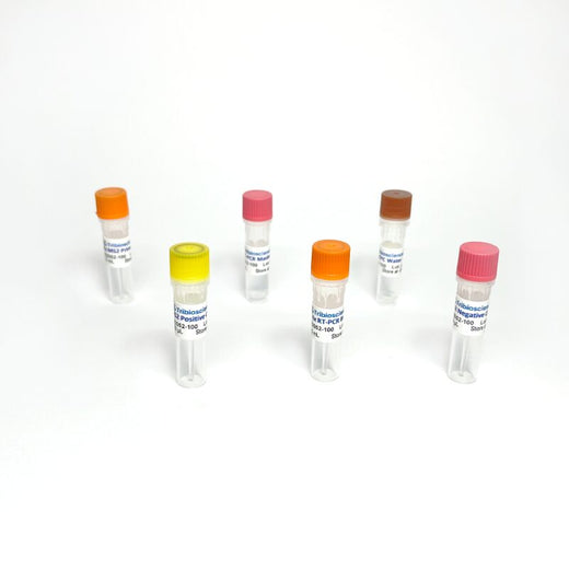 Bacteriophage MS2 RT-PCR Detection Kit