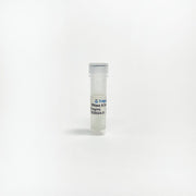 RNase A Solution