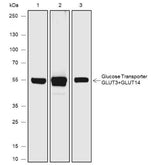 Anti-Human/Rat GLUT3+GLUT14 Antibody [A645]