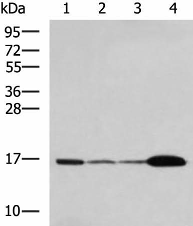 Western blot analysis of Mouse brain tissue Hela cell LNCAP cell HepG2 cell Jurkat cell lysates using UBE2N Polyclonal Antibody at dilution of 1:800