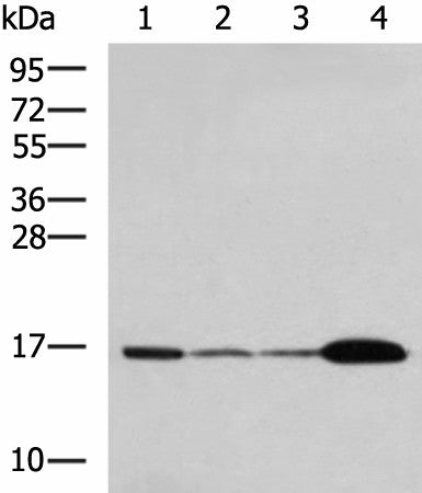 Western blot analysis of Mouse brain tissue Hela cell LNCAP cell HepG2 cell Jurkat cell lysates using UBE2N Polyclonal Antibody at dilution of 1:800