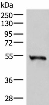 Western blot analysis of Human heart tissue lysate using RETREG1 Polyclonal Antibody at dilution of 1:300