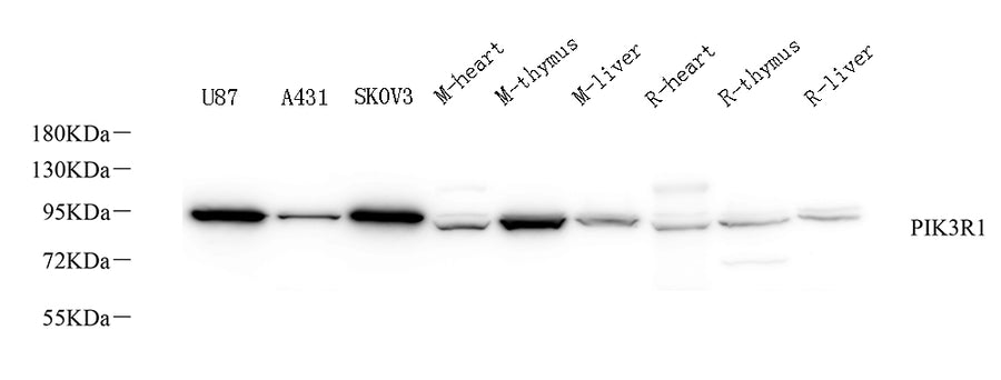 Western Blot analysis of various samples using PI 3 kinase p85 alpha Polyclonal Antibody at dilution of 1:1000.