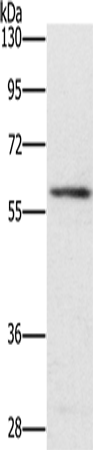Anti-Human/Mouse TRAFD1 Antibody - ABMIUM