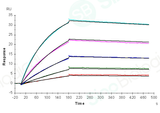 Captured anti-Her2 IgG1 antibody on proA Chip can bind Her2 (Cat: PKSH031997) with an affinity constant of 3.270 nM as determined in a SPR assay (Biacore T200) .