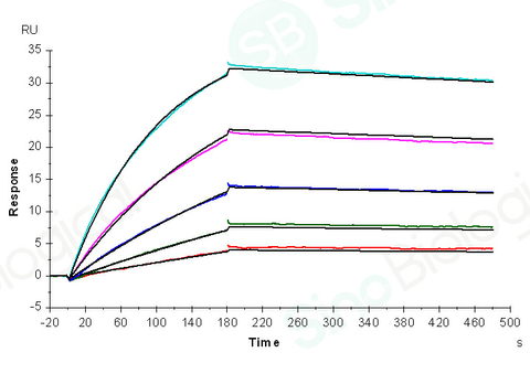 Captured anti-Her2 IgG1 antibody on proA Chip can bind Her2 (Cat: PKSH031997) with an affinity constant of 3.270 nM as determined in a SPR assay (Biacore T200) .