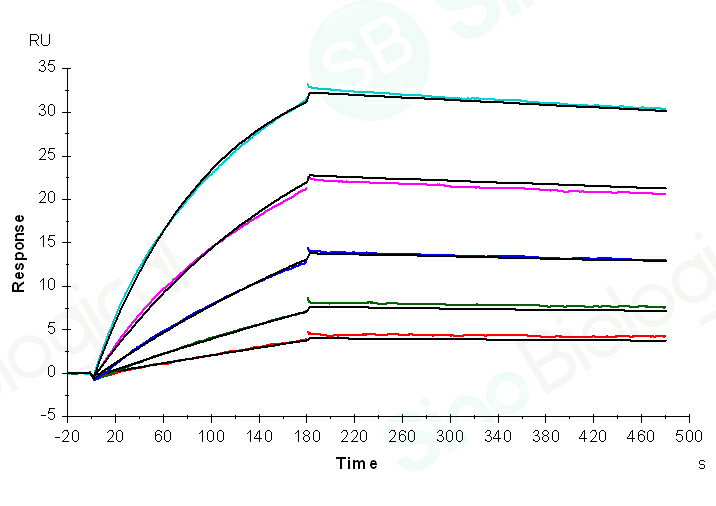 Captured anti-Her2 IgG1 antibody on proA Chip can bind Her2 (Cat: PKSH031997) with an affinity constant of 3.270 nM as determined in a SPR assay (Biacore T200) .