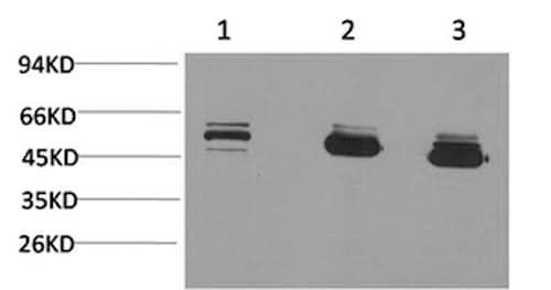 Western Blot analysis of 1) MCF7, 2) Mouse brain, 3) Rat brain with MICU1 Monoclonal Antibody.