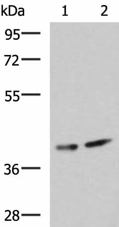 Western blot analysis of Human cerebrum tissue and Mouse brain tissue lysates using PROKR2 Polyclonal Antibody at dilution of 1:800