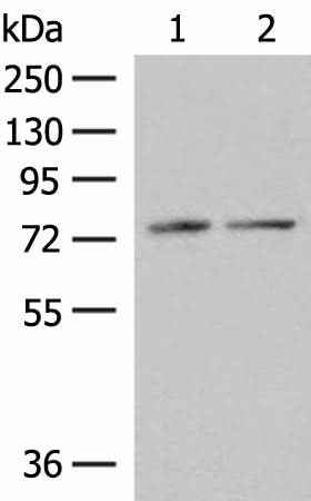 Anti-Human/Mouse/Rat PDIA4 Antibody