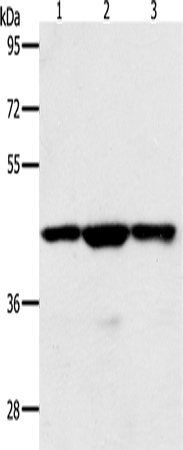 Anti-Human/Mouse/Rat MAP2K1 Antibody - ABMIUM