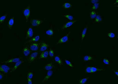 Anti-Human SELPLG Antibody [A1085] - ABMIUM