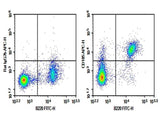 Anti-Mouse CD185 Antibody [L138D7] - ABMIUM