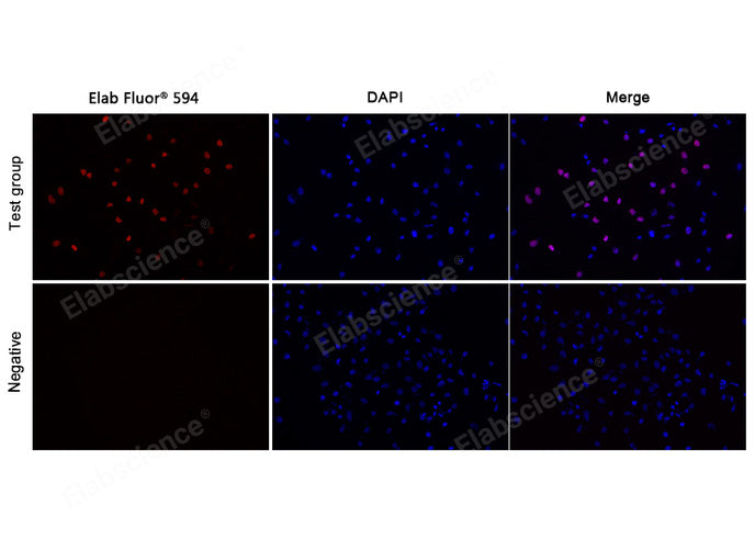 Test: Hela cells were treated with 10 μM EdU for 2 hours. Negative: Hela cells without EdU.