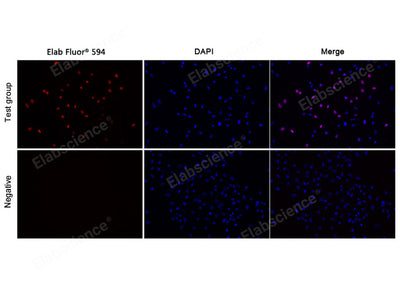 Test: Hela cells were treated with 10 μM EdU for 2 hours. Negative: Hela cells without EdU.