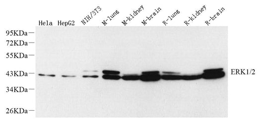 Western Blot analysis of various samples using ERK1/2 Monoclonal Antibody at dilution of 1:1000.