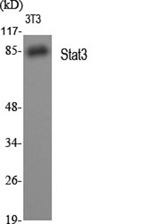 Western Blot analysis of 3T3 cells using Stat3 Polyclonal Antibody at dilution of 1:2000.