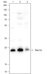 Anti-Human/Mouse Rab11A Antibody [A393]