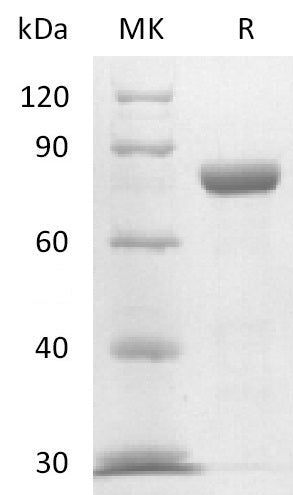 Recombinant Mouse Nectin-4 (C-Fc) - ABMIUM