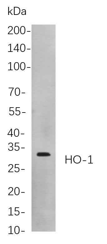 Anti-Human/Mouse/Rat HO-1 Antibody [B809] - ABMIUM
