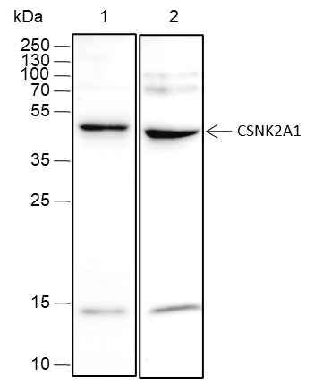 Anti-Human/Rat CSNK2A1 Antibody [A462]