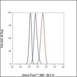 Anti-Human/Rat/Mouse Rab7 Antibody [A569]