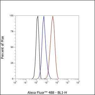 Anti-Human/Rat/Mouse Rab7 Antibody [A569]