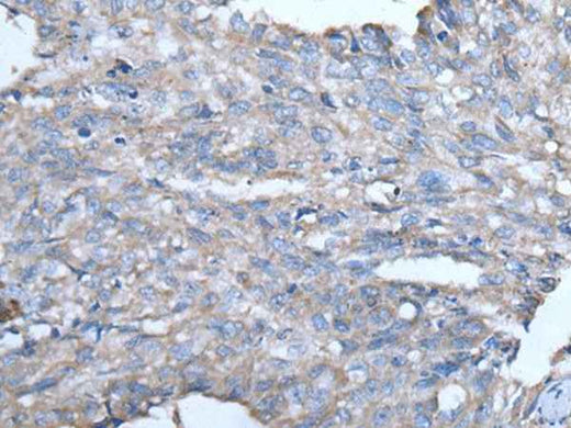 Anti-Human/Mouse/Rat GJA1 Antibody