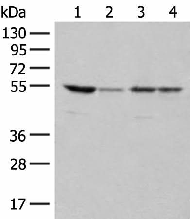 Western blot analysis of 293T and Jurkat cell lysates using RRP1 Polyclonal Antibody at dilution of 1:400