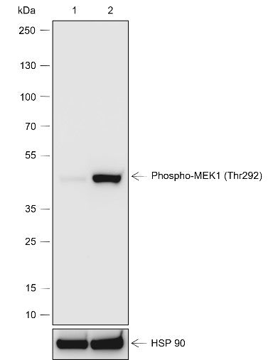 Anti-Human Phospho-MEK1 (Thr292) Antibody [A821] - ABMIUM