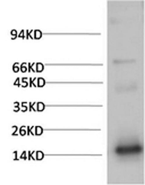 Western Blot analysis of Human Serum using TTR Monoclonal Antibody at dilution of 1:2000.
