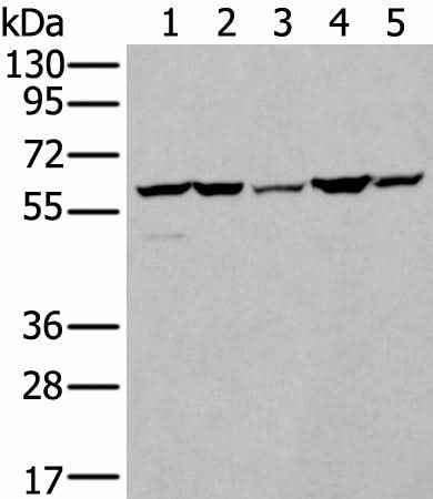 Anti-Human/Mouse ZBTB3 Antibody