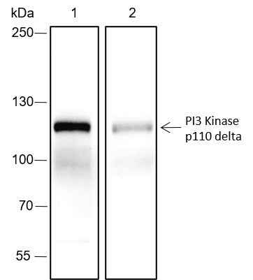 Anti-Human/Mouse PI3 Kinase p110 delta Antibody [A470]