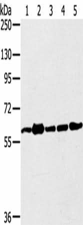 Anti-Human TRIM45 Antibody - ABMIUM