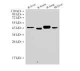 Western Blot analysis of 1)Rat liver, 2)Rat brain, 3)Rat lung, 4)Mouse liver using CD38 Polyclonal Antibody at dilution of 1:500