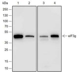 Anti-Human/Rat/Mouse eIF3G Antibody [A689]